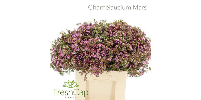 Chamelaucium Mars 60cm A1