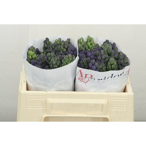 Hyacynthus Blue Jeans 28 cm A1