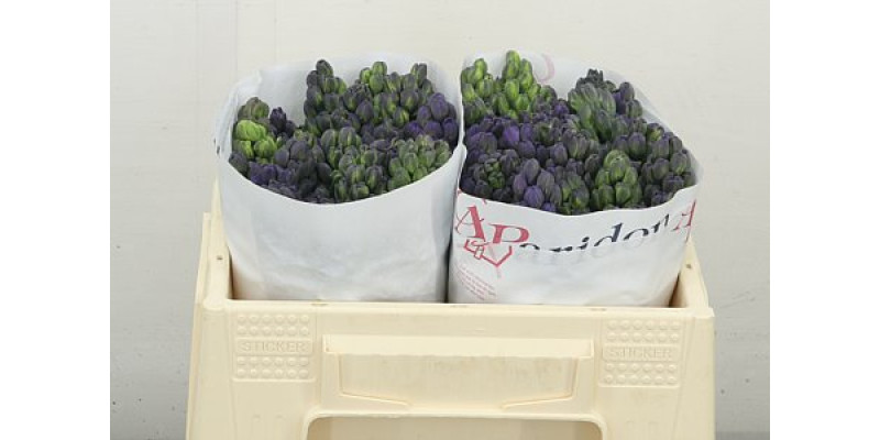 Hyacynthus Blue Jeans 28 cm A1