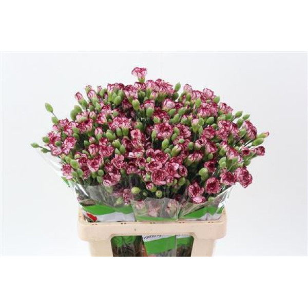 Dianthus Tr Minibaccarat 65cm A1 Col-Milka