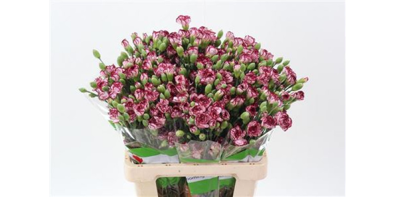 Dianthus Tr Minibaccarat 65cm A1 Col-Milka