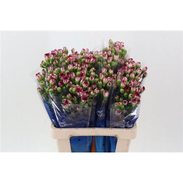 Dianthus Tr Minibaccarat Hi 65cm A1