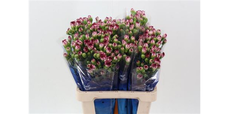 Dianthus Tr Minibaccarat Hi 65cm A1