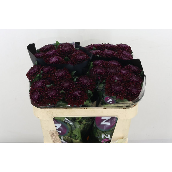 Chrysanthemums G Poker 70cm A1 Col-Purple