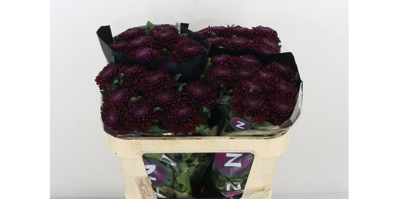 Chrysanthemums G Poker 70cm A1 Col-Purple
