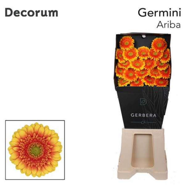 Germini Ariba Diamond 47cm A1