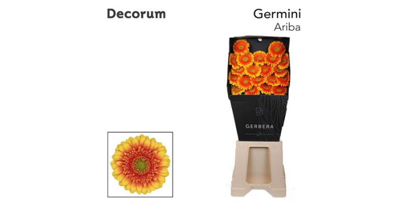 Germini Ariba Diamond 47cm A1