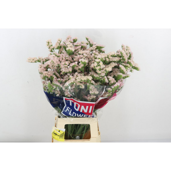 Limonium S Apri Sun Birds 80 A1Pink