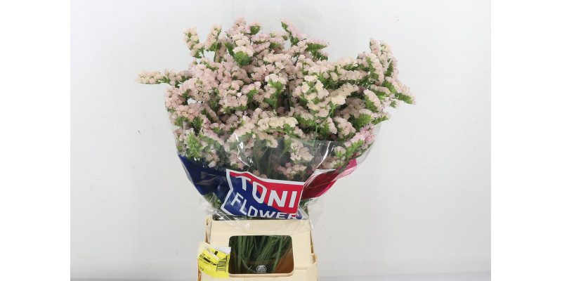 Limonium S Apri Sun Birds 80 A1Pink