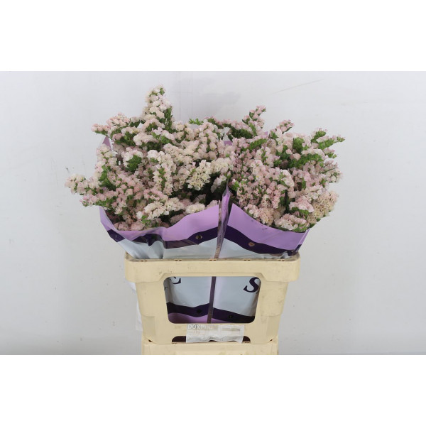 Limonium S Apri Sun Birds 60 A1Pink