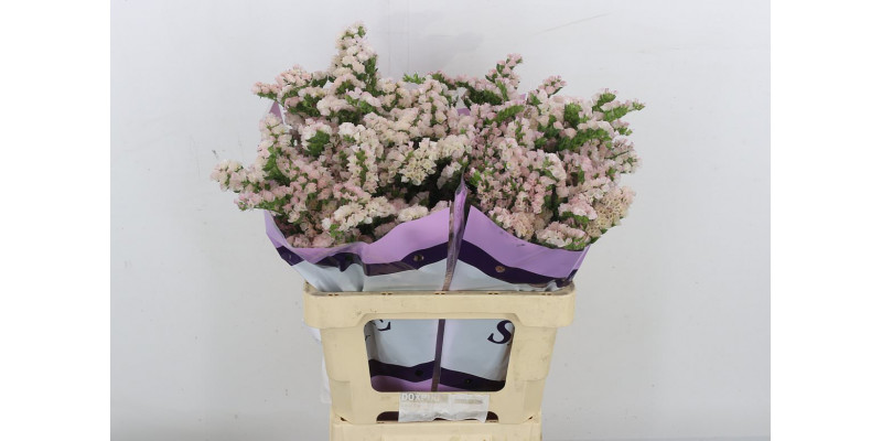 Limonium S Apri Sun Birds 60 A1Pink