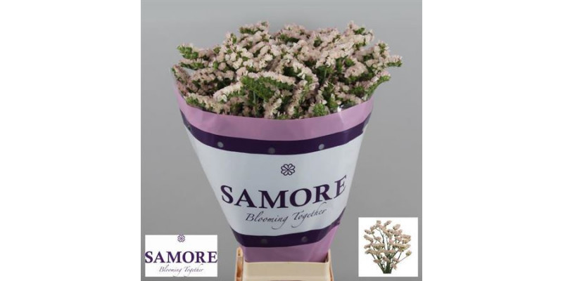 Limonium S Apri Sun Birds 80cm A1