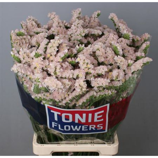 Limonium S Apri Sun Birds 80cm A1