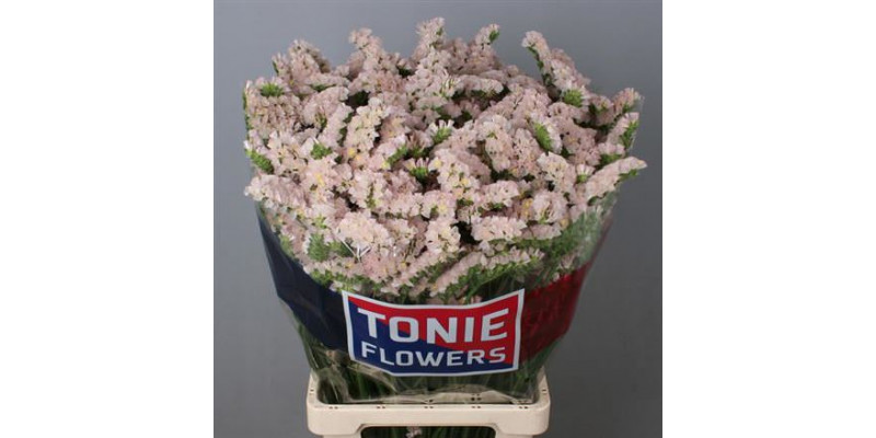 Limonium S Apri Sun Birds 80cm A1