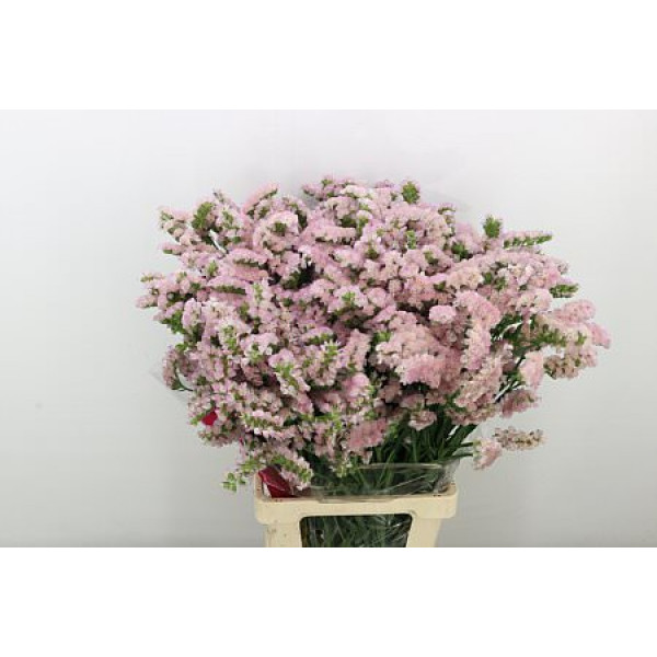 Limonium S Apri Sun Birds 80cm A1