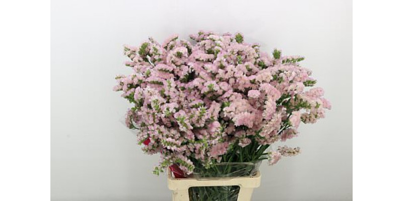 Limonium S Apri Sun Birds 80cm A1