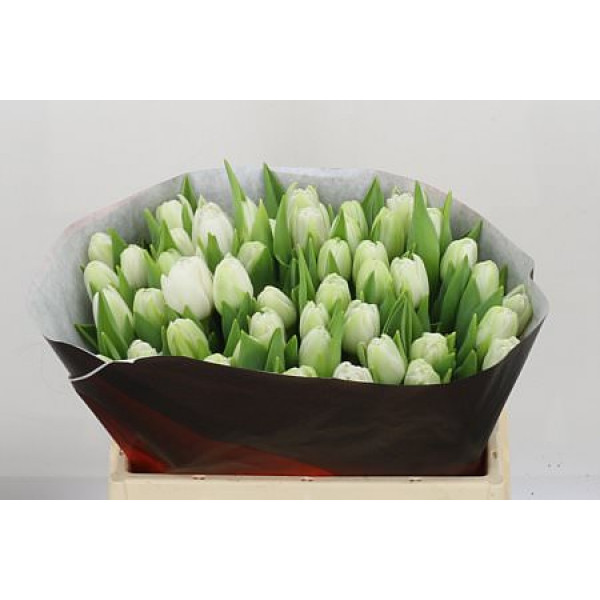 Tulips Du Fortaleza 36cm A1