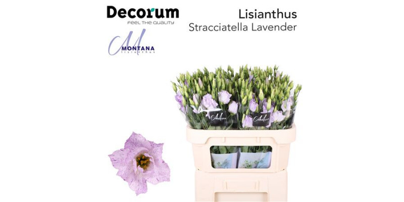 Lisianthus G Stracciate Lav 70cm A1