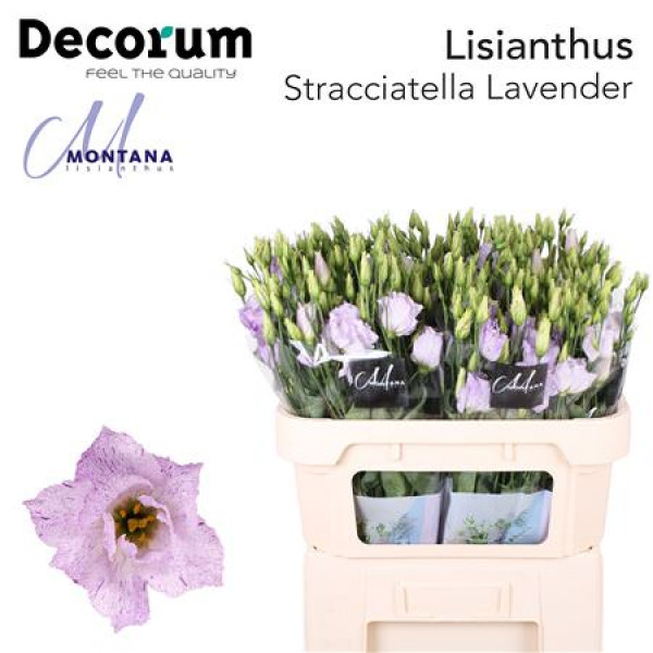 Lisianthus G Stracciate Lav 70cm A1