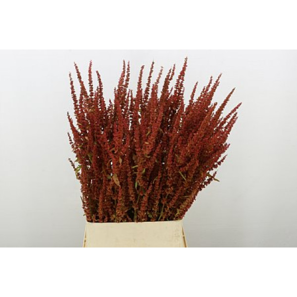 Rumex Patientia 95cm A1