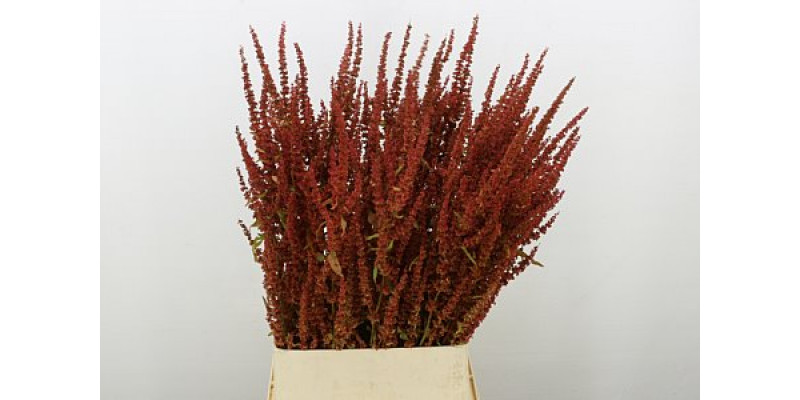 Rumex Patientia 95cm A1