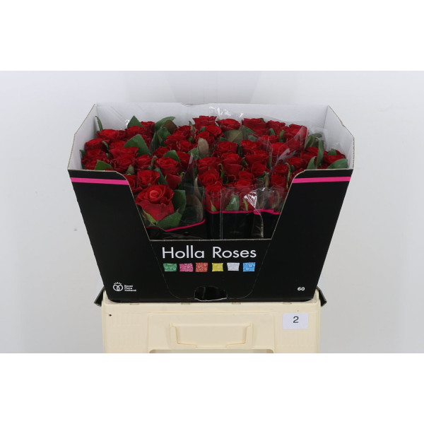 Rose Gr Red Tacazzi+ 60 cm A1