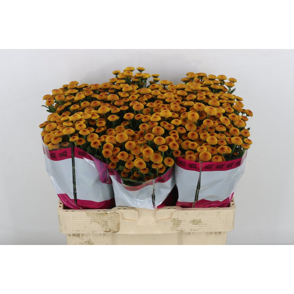 Chrysanthemums S Aaa Toogood 55cm A1 Col-Old Pink