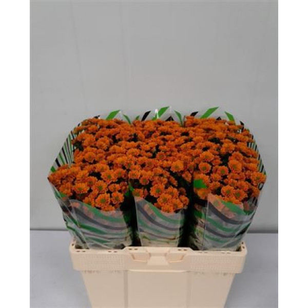 Chrysanthemums S Aaa Insta 50cm A1 Col-Orange