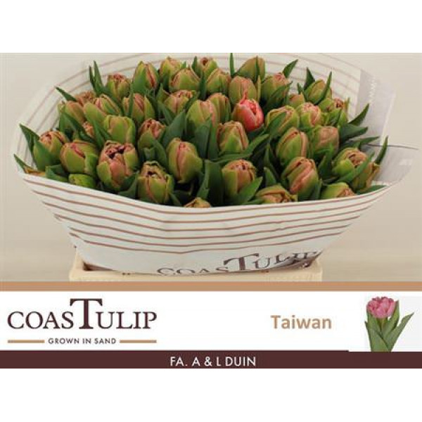 Tulips Du Taiwan 38cm A1