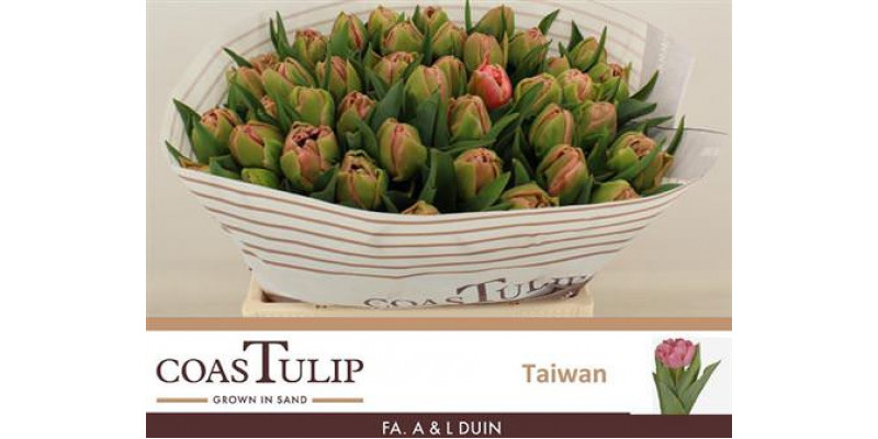 Tulips Du Taiwan 38cm A1