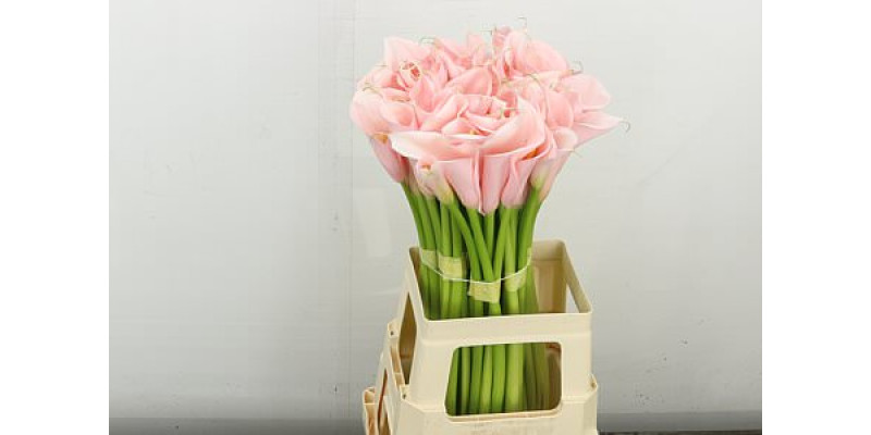 Zanthedeschias Calla Lilly Eydolls Pink 70 cm  A1