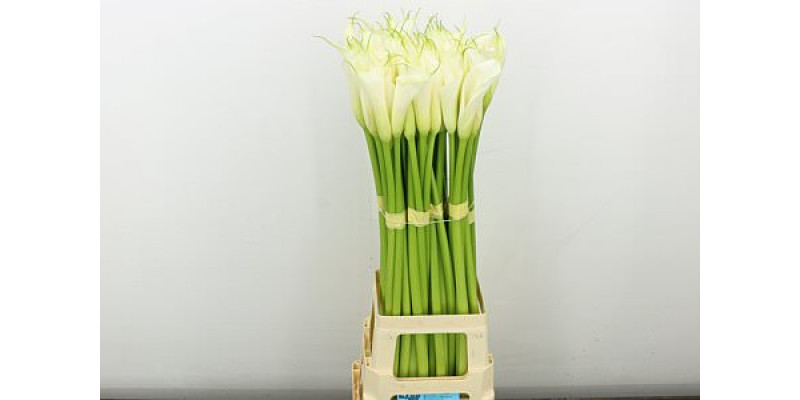 Zanthedeschias Calla Lilly Eydolls White 90 cm  A1