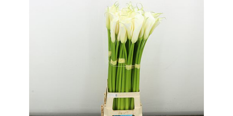 Zanthedeschias Calla Lilly Eydolls White 80 cm  A1