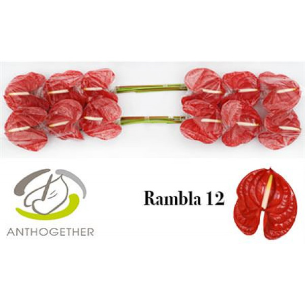 Anthurium A Rambla 12 A1