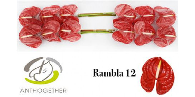 Anthurium A Rambla 12 A1