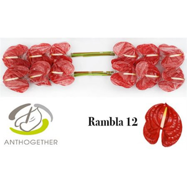 Anthurium A Rambla 12  A1