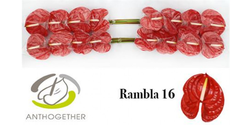 Anthurium A Rambla 16  A1