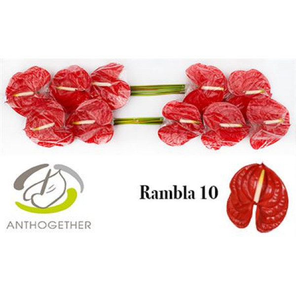 Anthurium A Rambla 10 0cm A1