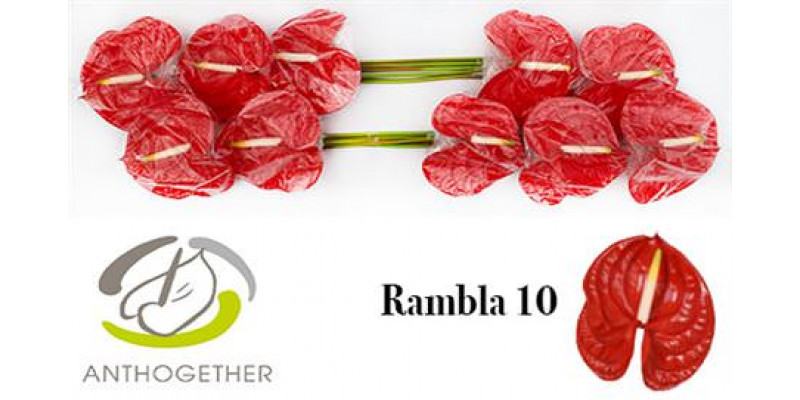 Anthurium A Rambla 10 0cm A1