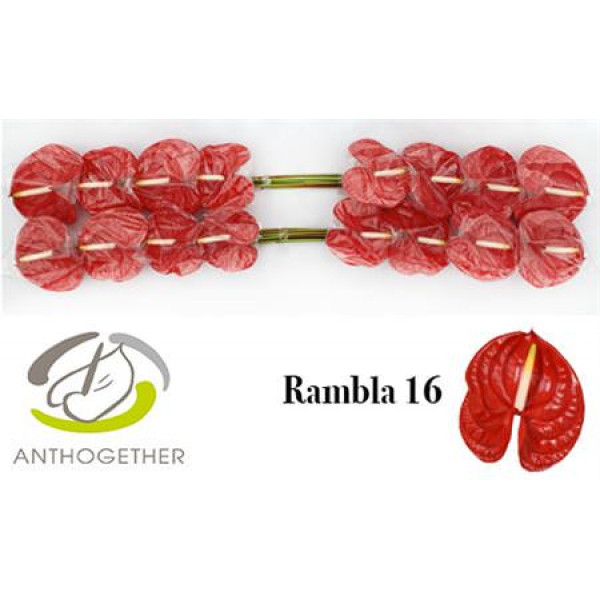 Anthurium A Rambla 16 0cm A1