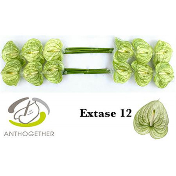 Anthurium A Extase 12  A1