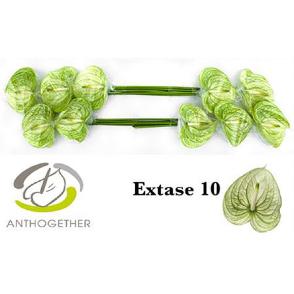 Anthurium A Extase 10  A1