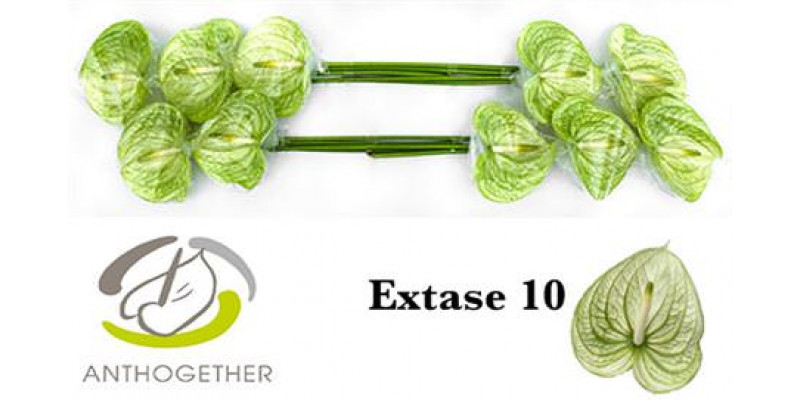 Anthurium A Extase 10  A1