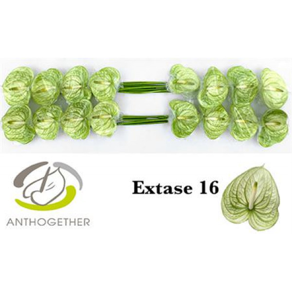 Anthurium A Extase 16  A1