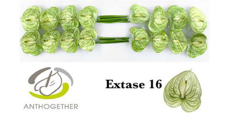 Anthurium A Extase 16  A1