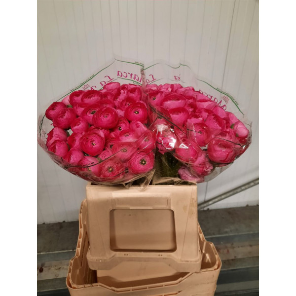 Ranunculus Kl Cic 40cm  Col-Cerise