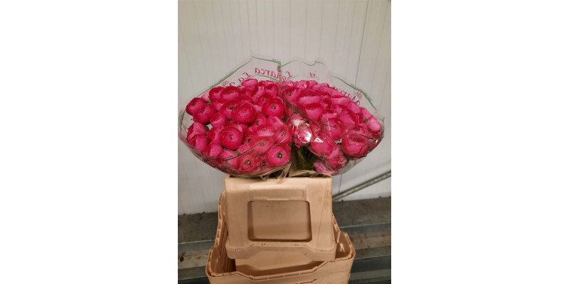 Ranunculus Kl Cic 40cm  Col-Cerise