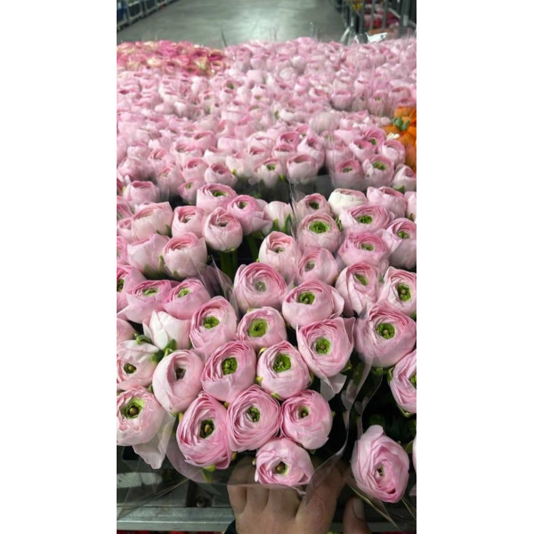 Ranunculus Kl Favola Xxl 40 A1Pink