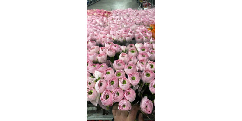 Ranunculus Kl Favola Xxl 40 A1Pink