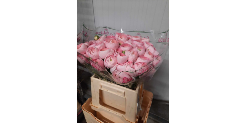Ranunculus Kl Favola Xl 40cm  Col-Pink